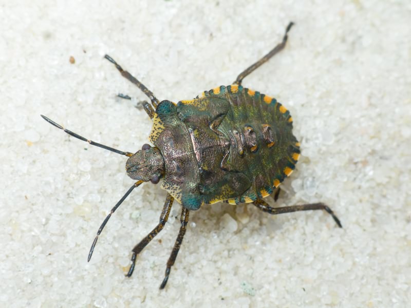Pentatoma (Pentatoma) rufipes (Linnaeus, 1758)